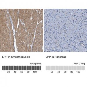 Anti-LPP antibody produced in rabbit 