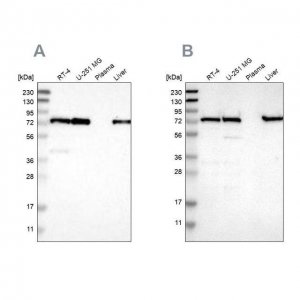 Anti-LPP antibody produced in rabbit 