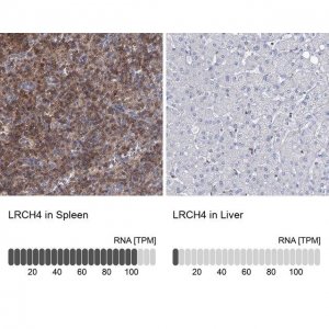 Anti-LRCH4 antibody produced in rabbit 
