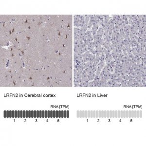 Anti-LRFN2 antibody produced in rabbit 