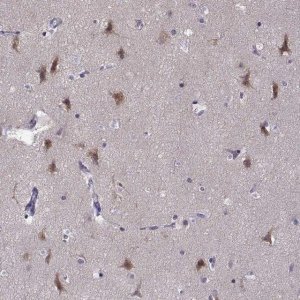 Anti-LRFN2 antibody produced in rabbit 