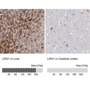 Anti-LRG1 antibody produced in rabbit 