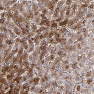 Anti-LRG1 antibody produced in rabbit 