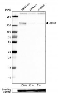 Anti-LRIG1 antibody produced in rabbit 