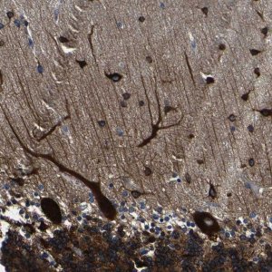 Anti-LRIG1 antibody produced in rabbit 