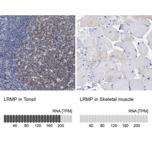 Anti-LRMP antibody produced in rabbit 