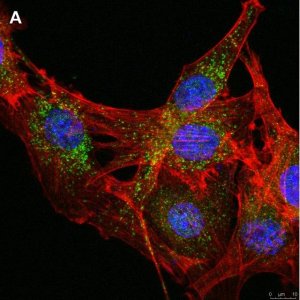 Anti-LRP1 85kDa subunit Antibody, clone 4G7, ZooMAb Rabbit Monoclonal 