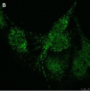 Anti-LRP1 85kDa subunit Antibody, clone 4G7, ZooMAb Rabbit Monoclonal 