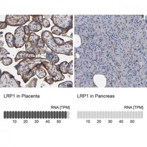 Anti-LRP1 antibody produced in rabbit 