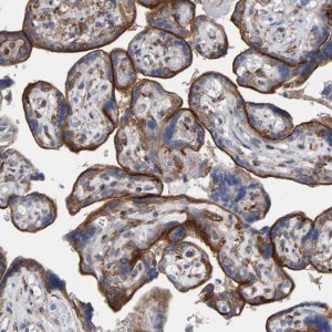 Anti-LRP1 antibody produced in rabbit 