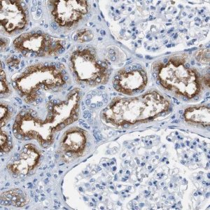Anti-LRP2 antibody produced in rabbit 