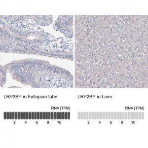 Anti-LRP2BP antibody produced in rabbit 