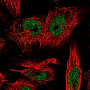 Anti-LRP5L antibody produced in rabbit 