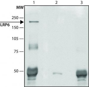 Anti-LRP6 (C-terminal) antibody produced in rabbit 