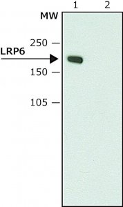 Anti-LRP6 (C-terminal) antibody produced in rabbit 