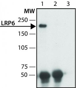Anti-LRP6 antibody produced in rabbit 