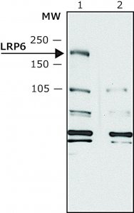 Anti-LRP6 antibody produced in rabbit 
