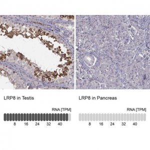 Anti-LRP8 