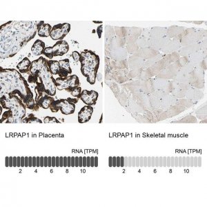 Anti-LRPAP1 antibody produced in rabbit 