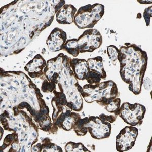 Anti-LRPAP1 antibody produced in rabbit 