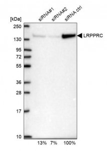 Anti-LRPPRC antibody produced in rabbit 