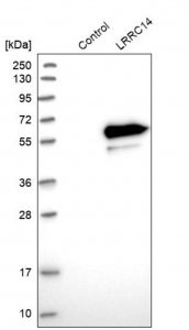 Anti-LRRC14 antibody produced in rabbit 