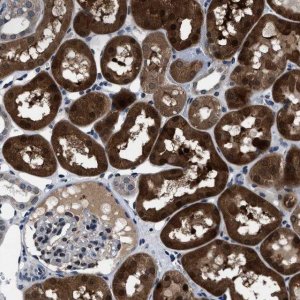 Anti-LRRC14 antibody produced in rabbit 