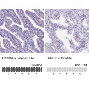 Anti-LRRC18 antibody produced in rabbit 
