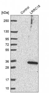 Anti-LRRC18 antibody produced in rabbit 