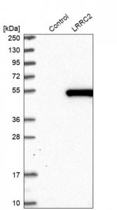 Anti-LRRC2 antibody produced in rabbit HPA039138-100UL