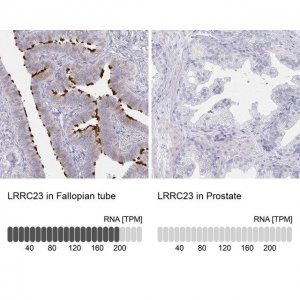 Anti-LRRC23 antibody produced in rabbit 