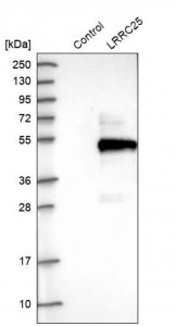 Anti-LRRC25 antibody produced in rabbit 