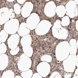 Anti-LRRC25 antibody produced in rabbit 