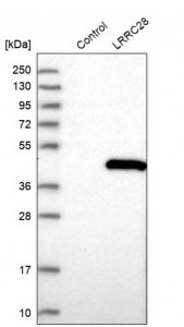 Anti-LRRC28 antibody produced in rabbit 