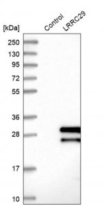 Anti-LRRC29 antibody produced in rabbit 