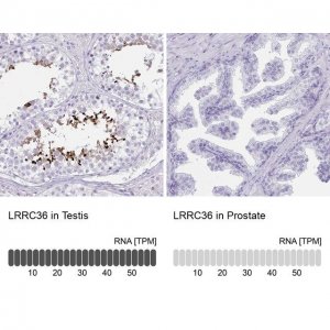 Anti-LRRC36 antibody produced in rabbit 