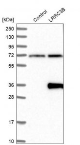 Anti-LRRC3B antibody produced in rabbit 