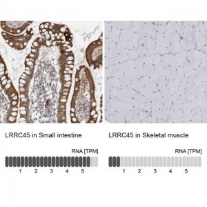 Anti-LRRC45 antibody produced in rabbit 