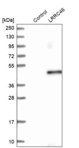 Anti-LRRC46 antibody produced in rabbit 
