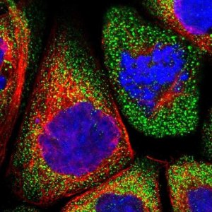 Anti-LRRC46 antibody produced in rabbit 