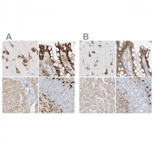 Anti-LRRC59 antibody produced in rabbit 