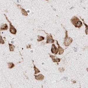 Anti-LRRC59 antibody produced in rabbit 