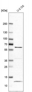 Anti-LRRC6 antibody produced in rabbit 