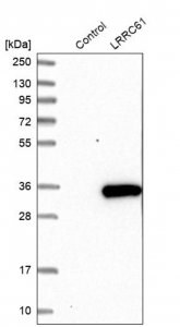 Anti-LRRC61 antibody produced in rabbit 
