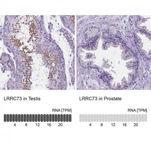 Anti-LRRC73 antibody produced in rabbit 