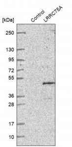 Anti-LRRC75A antibody produced in rabbit 