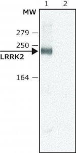Anti-LRRK2 (C-terminal region) antibody produced in rabbit 