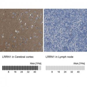 Anti-LRRN1 antibody produced in rabbit 