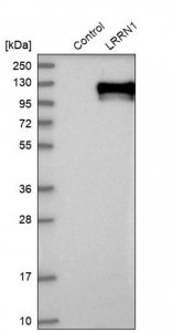 Anti-LRRN1 antibody produced in rabbit 