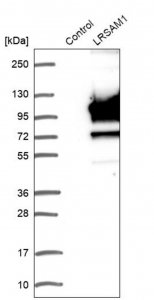Anti-LRSAM1 antibody produced in rabbit 